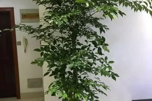 幸福樹的養護技巧，做好幾個「小動作」，枝葉繁茂，猛躥新葉