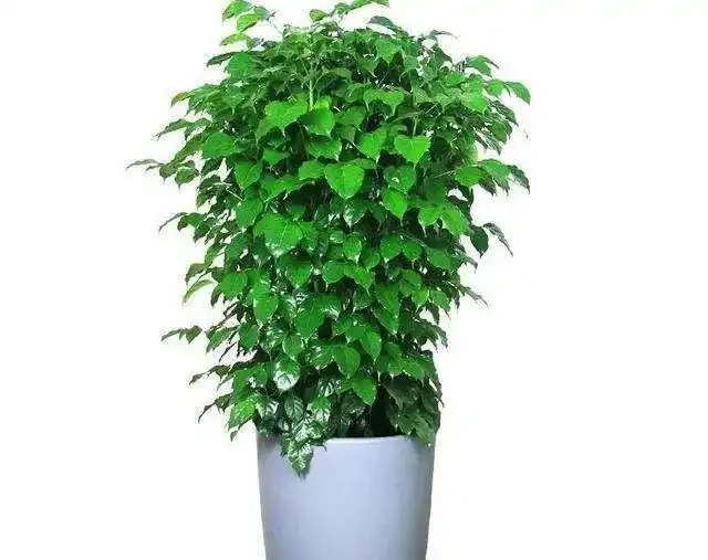 幸福樹,帶給您幸福快樂的吉祥樹