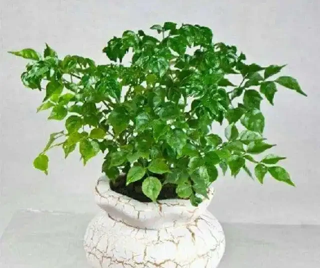 幸福樹,帶給您幸福快樂的吉祥樹