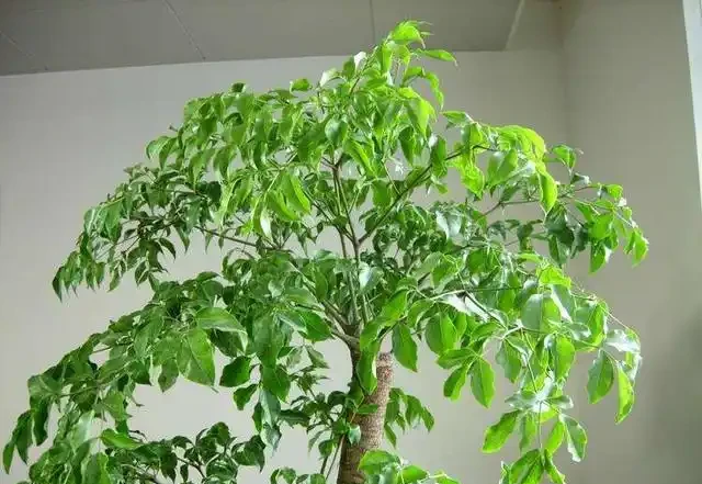 幸福樹,帶給您幸福快樂的吉祥樹