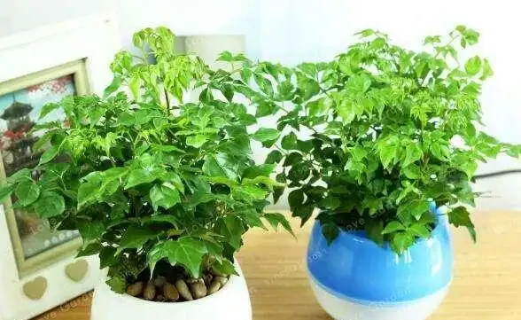 幸福樹,帶給您幸福快樂的吉祥樹