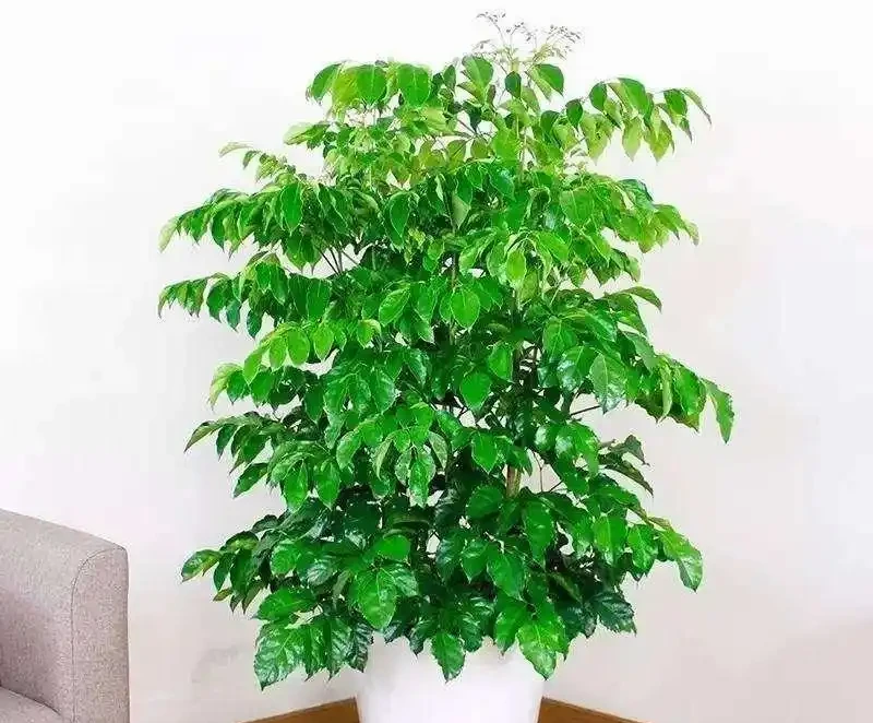 幸福樹,帶給您幸福快樂的吉祥樹