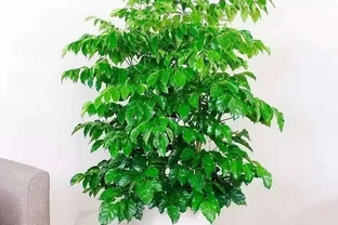 幸福樹，帶給您幸福快樂的吉祥樹