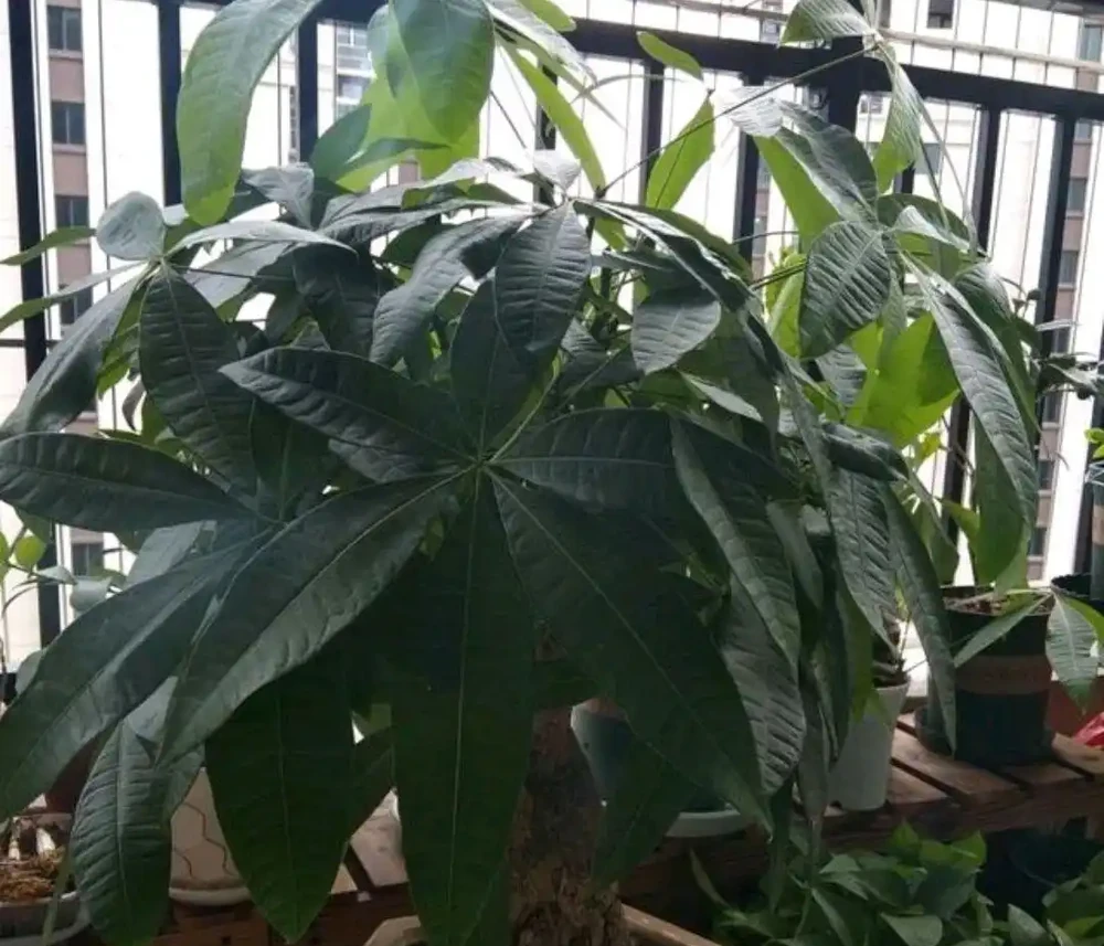 我家養護的發財樹為什麼葉子越來越大?買的時候葉子本來很小