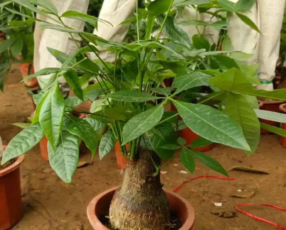 我家養護的發財樹為什麼葉子越來越大?買的時候葉子本來很小