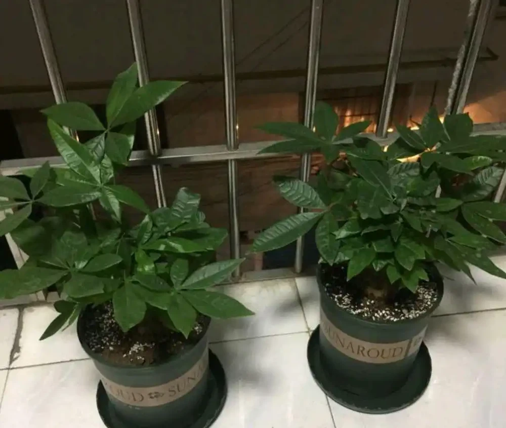我家養護的發財樹為什麼葉子越來越大?買的時候葉子本來很小
