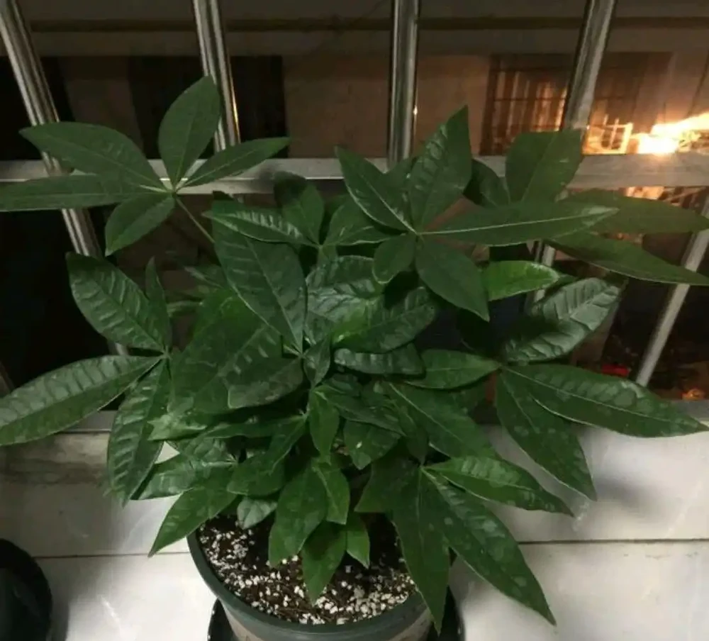我家養護的發財樹為什麼葉子越來越大?買的時候葉子本來很小