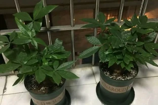 我家養護的發財樹為什麼葉子越來越大？買的時候葉子本來很小
