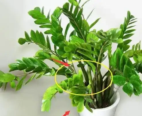 把它砸碎埋花盆,雪鐵芋長滿「馬鈴薯根」,猛長新芽,掛滿金錢葉