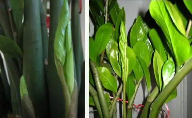 把它砸碎埋花盆,雪鐵芋長滿「馬鈴薯根」,猛長新芽,掛滿金錢葉