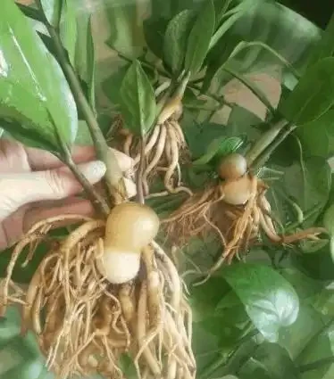 把它砸碎埋花盆,雪鐵芋長滿「馬鈴薯根」,猛長新芽,掛滿金錢葉