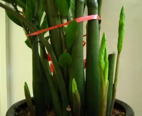 把它砸碎埋花盆,雪鐵芋長滿「馬鈴薯根」,猛長新芽,掛滿金錢葉