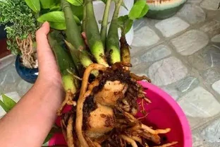 把它砸碎埋花盆，雪鐵芋長滿「馬鈴薯根」，猛長新芽，掛滿金錢葉