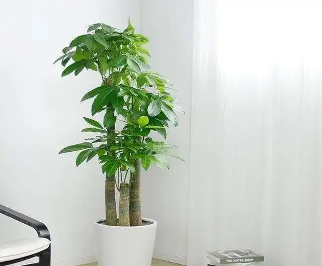 發財樹買回家,怎麼才能養出大葉子?