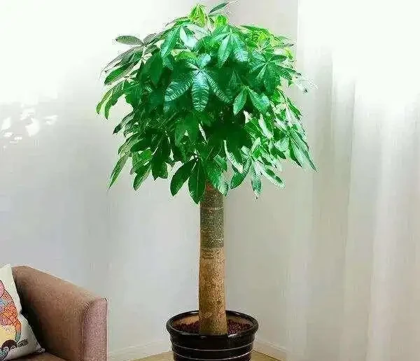 發財樹買回家,怎麼才能養出大葉子?