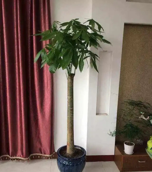 發財樹買回家,怎麼才能養出大葉子?