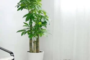 發財樹買回家，怎麼才能養出大葉子？
