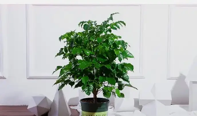學會這樣養護幸福樹,植株生長旺盛,枝繁葉茂