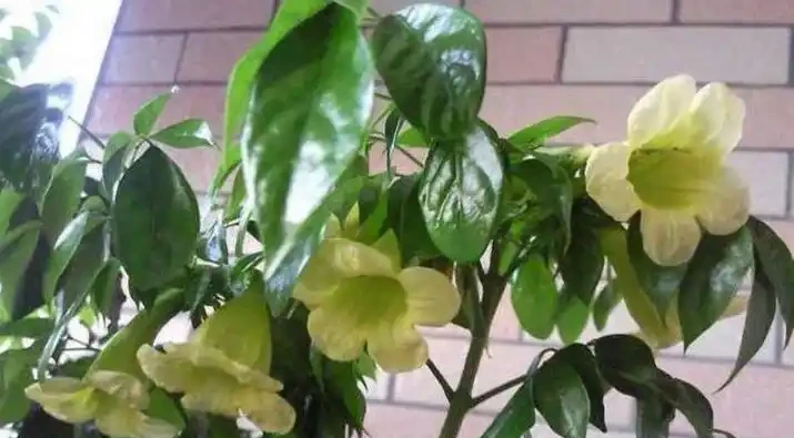 學會這樣養護幸福樹,植株生長旺盛,枝繁葉茂
