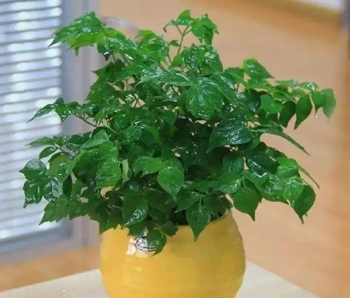 學會這樣養護幸福樹,植株生長旺盛,枝繁葉茂