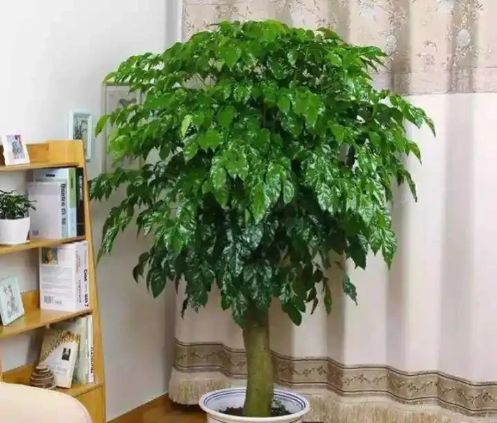 學會這樣養護幸福樹,植株生長旺盛,枝繁葉茂