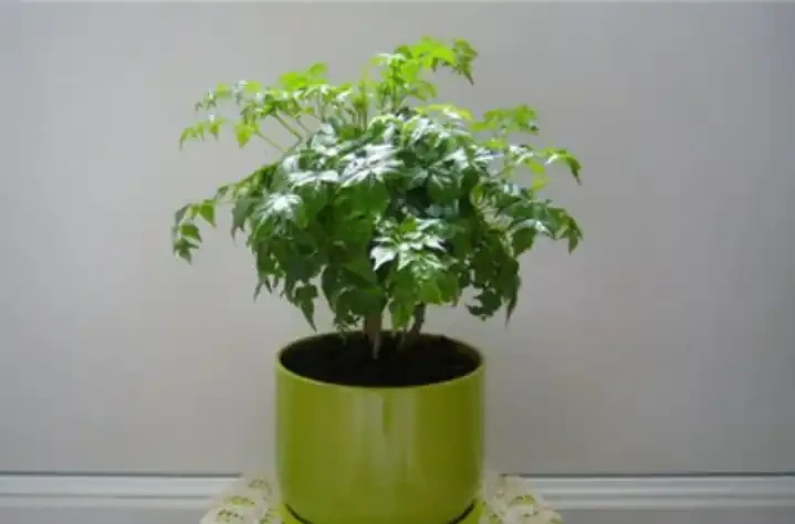 學會這樣養護幸福樹,植株生長旺盛,枝繁葉茂