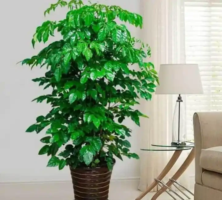 學會這樣養護幸福樹,植株生長旺盛,枝繁葉茂
