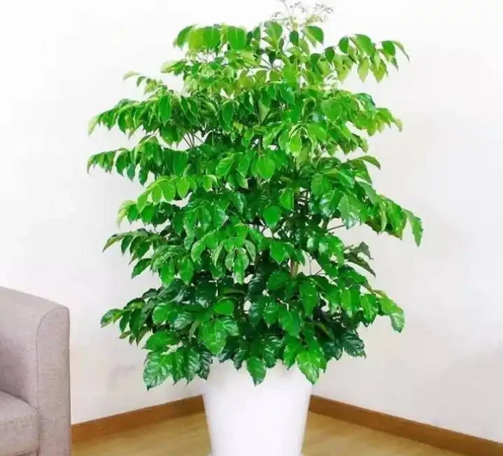 學會這樣養護幸福樹,植株生長旺盛,枝繁葉茂