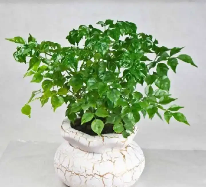 學會這樣養護幸福樹,植株生長旺盛,枝繁葉茂