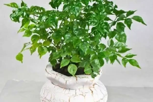學會這樣養護幸福樹，植株生長旺盛，枝繁葉茂