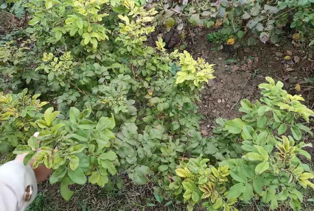 要警惕玫瑰的「頭號」病害——黑斑病強勢來襲！