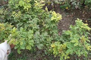 要警惕玫瑰的「頭號」病害——黑斑病強勢來襲！