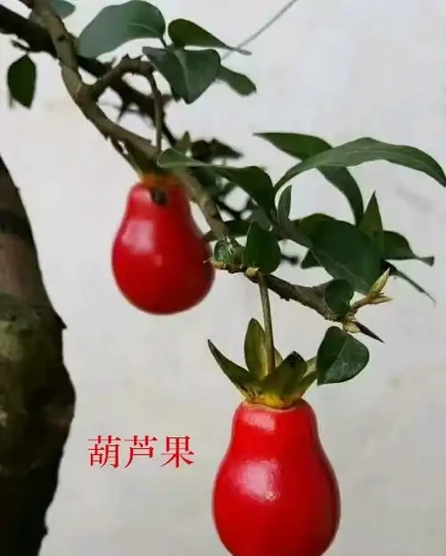 金彈子冬天落葉，和2件事有關，注意養護，可以四季常青