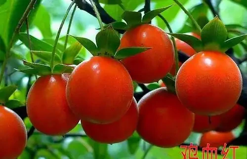 金彈子冬天落葉，和2件事有關，注意養護，可以四季常青