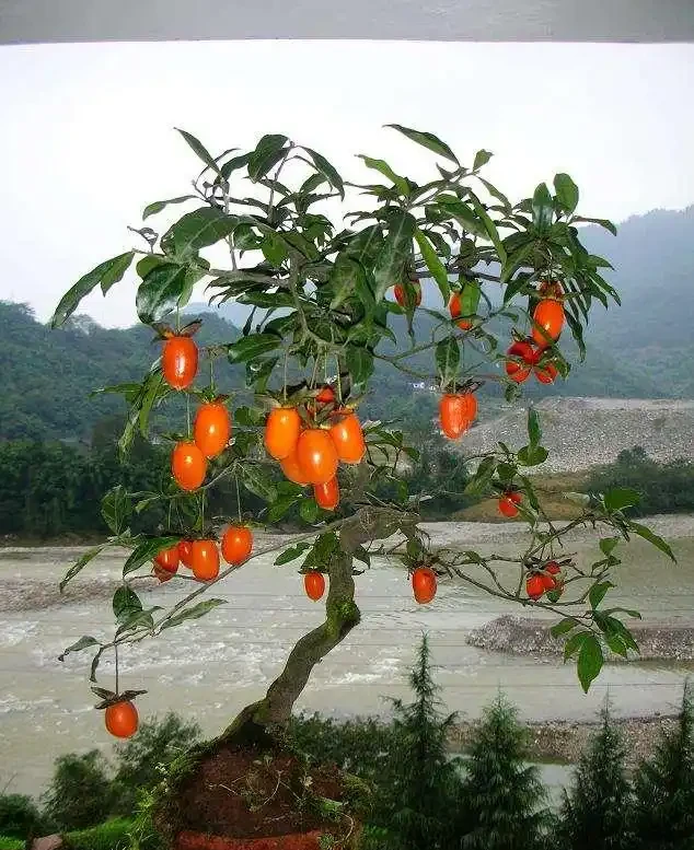 金彈子冬天落葉，和2件事有關，注意養護，可以四季常青