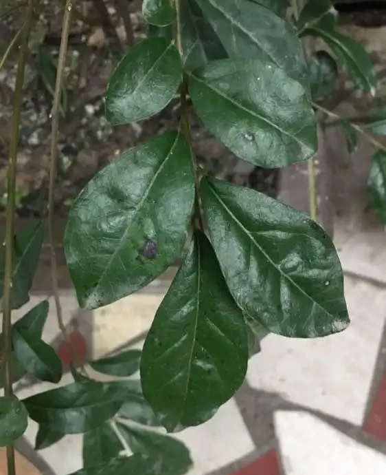 金彈子冬天落葉，和2件事有關，注意養護，可以四季常青