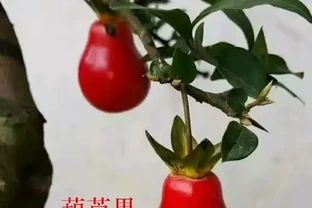 金彈子冬天落葉，和2件事有關，注意養護，可以四季常青