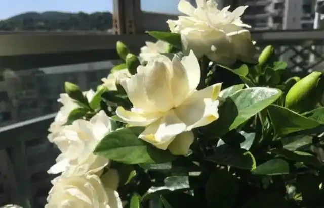 梔子花葉脈綠葉肉黃？教你2種解決方法，新葉油綠，再也不黃葉