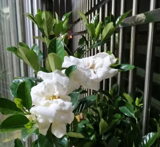 梔子花葉脈綠葉肉黃？教你2種解決方法，新葉油綠，再也不黃葉