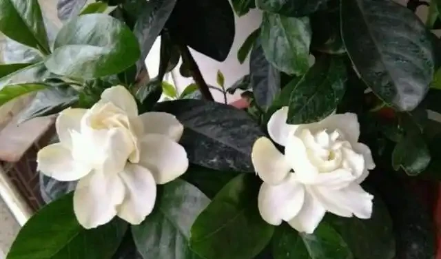 梔子花葉脈綠葉肉黃？教你2種解決方法，新葉油綠，再也不黃葉