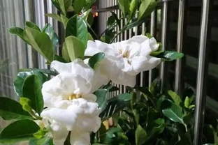 梔子花葉脈綠葉肉黃？教你2種解決方法，新葉油綠，再也不黃葉