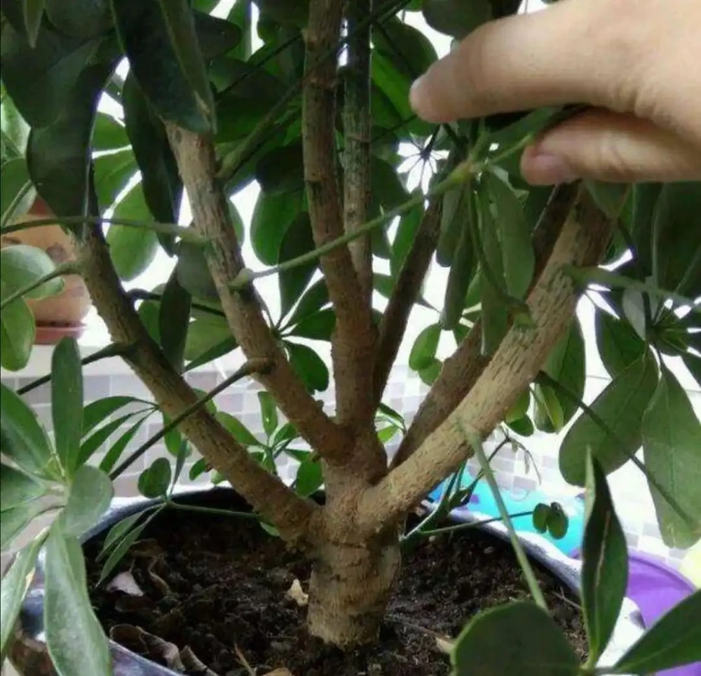 家中養鵝掌藤，發現黃葉、落葉，及時改掉3個習慣