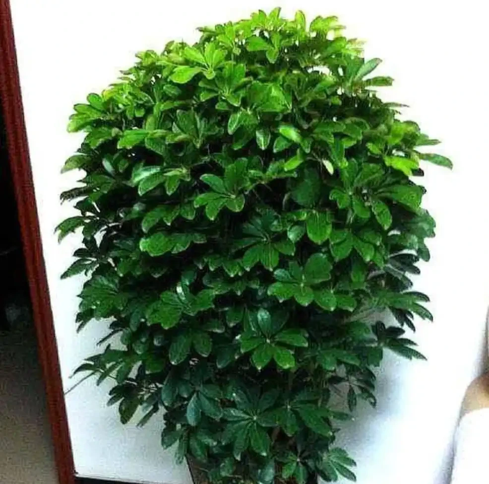 家中養鵝掌藤，發現黃葉、落葉，及時改掉3個習慣