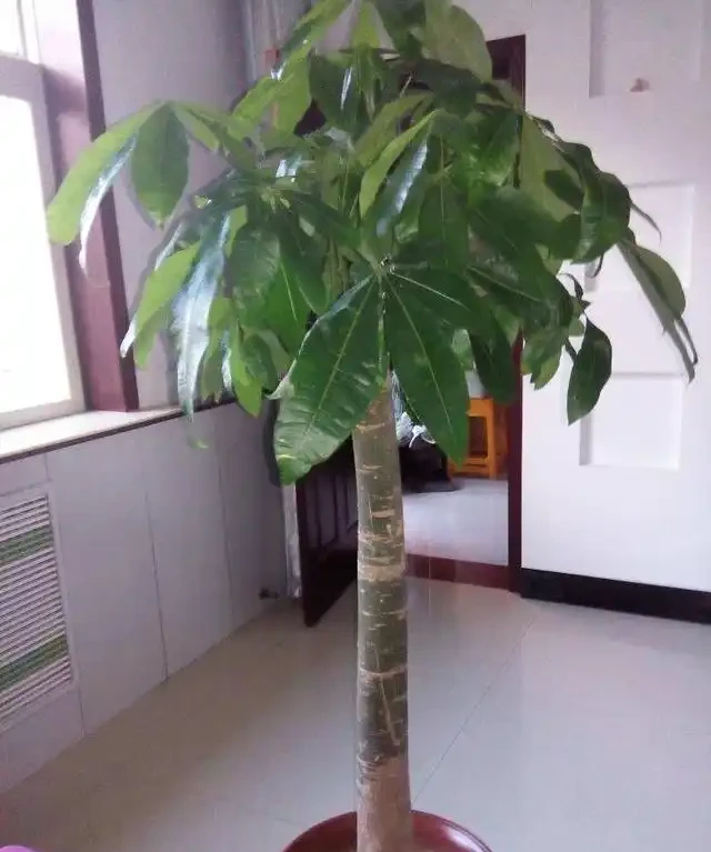 發財樹枯萎了千萬不要扔,切幾刀還能成活,冒出新芽有生機