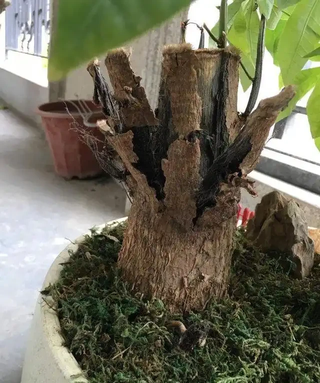 發財樹枯萎了千萬不要扔,切幾刀還能成活,冒出新芽有生機