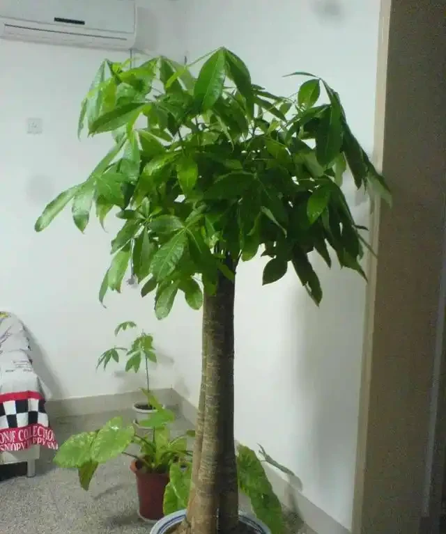 發財樹枯萎了千萬不要扔,切幾刀還能成活,冒出新芽有生機