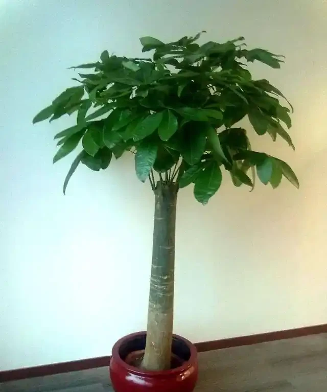 發財樹枯萎了千萬不要扔,切幾刀還能成活,冒出新芽有生機