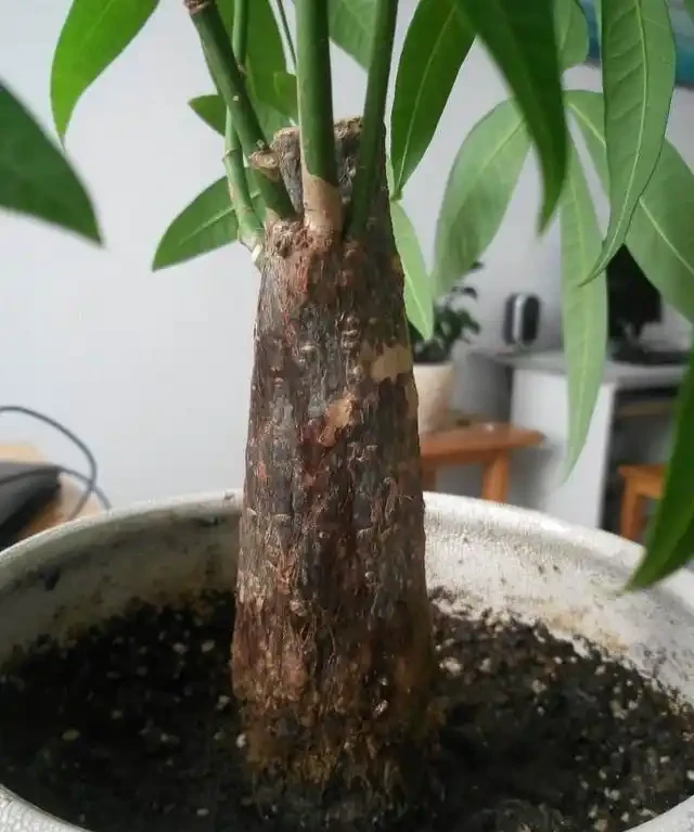 發財樹枯萎了千萬不要扔,切幾刀還能成活,冒出新芽有生機
