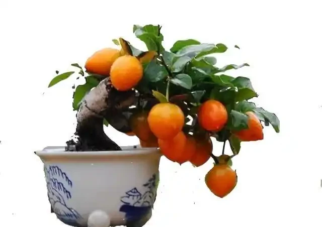 我走訪了10個養金彈子很牛的大家，總結出會導致它落葉原因有3點