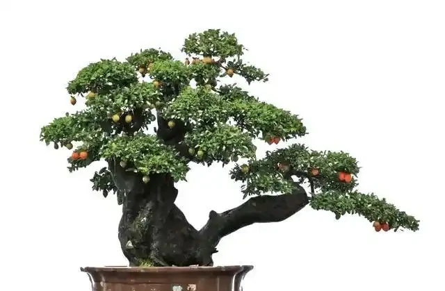 我走訪了10個養金彈子很牛的大家，總結出會導致它落葉原因有3點